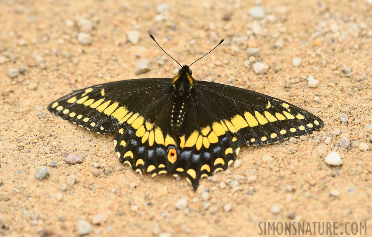 Papilio brevicauda [400 mm, 1/800 sec at f / 8.0, ISO 1600]